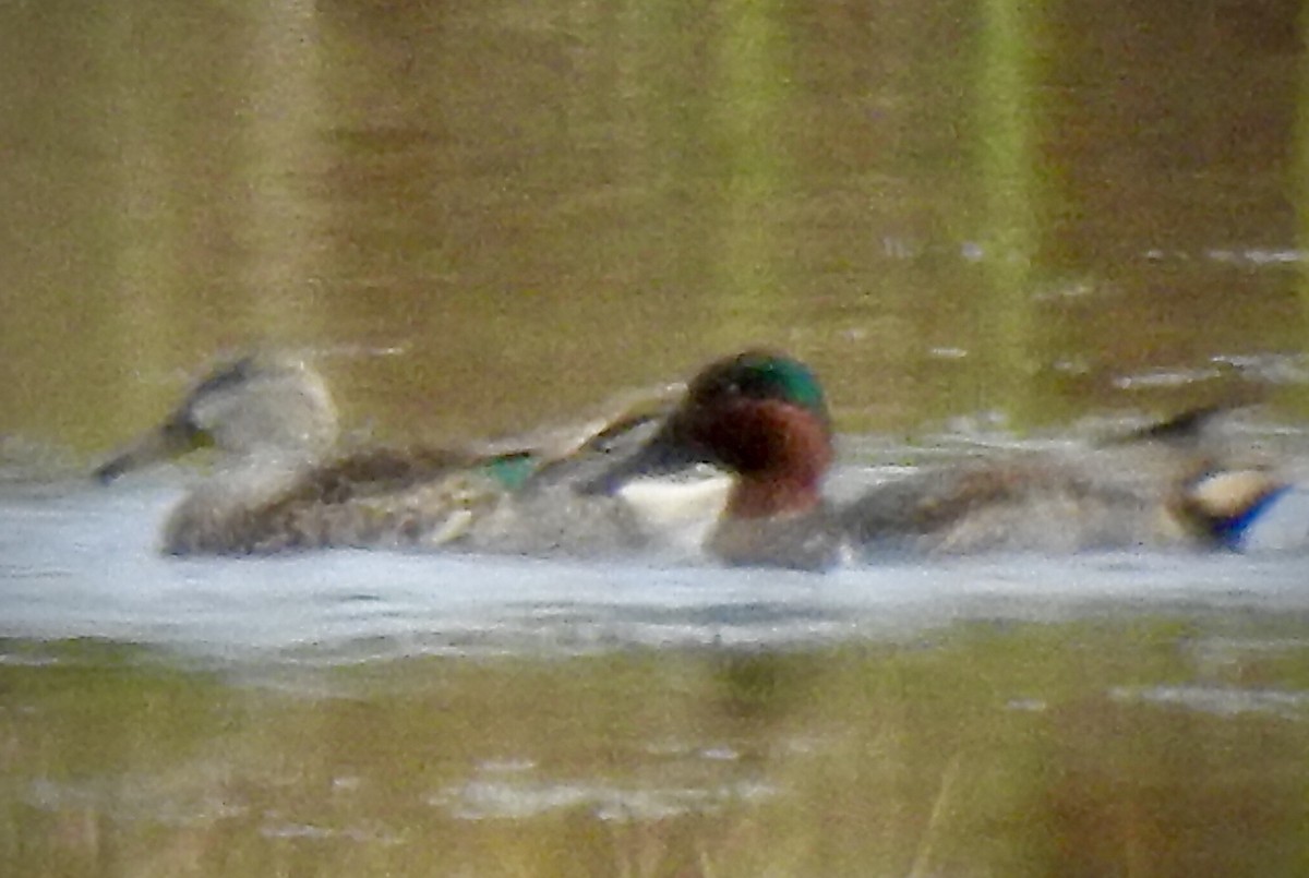 Green-winged Teal - ML203345981