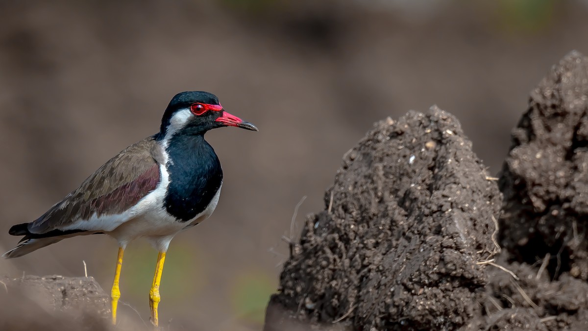 Red-wattled Lapwing - ML203345991