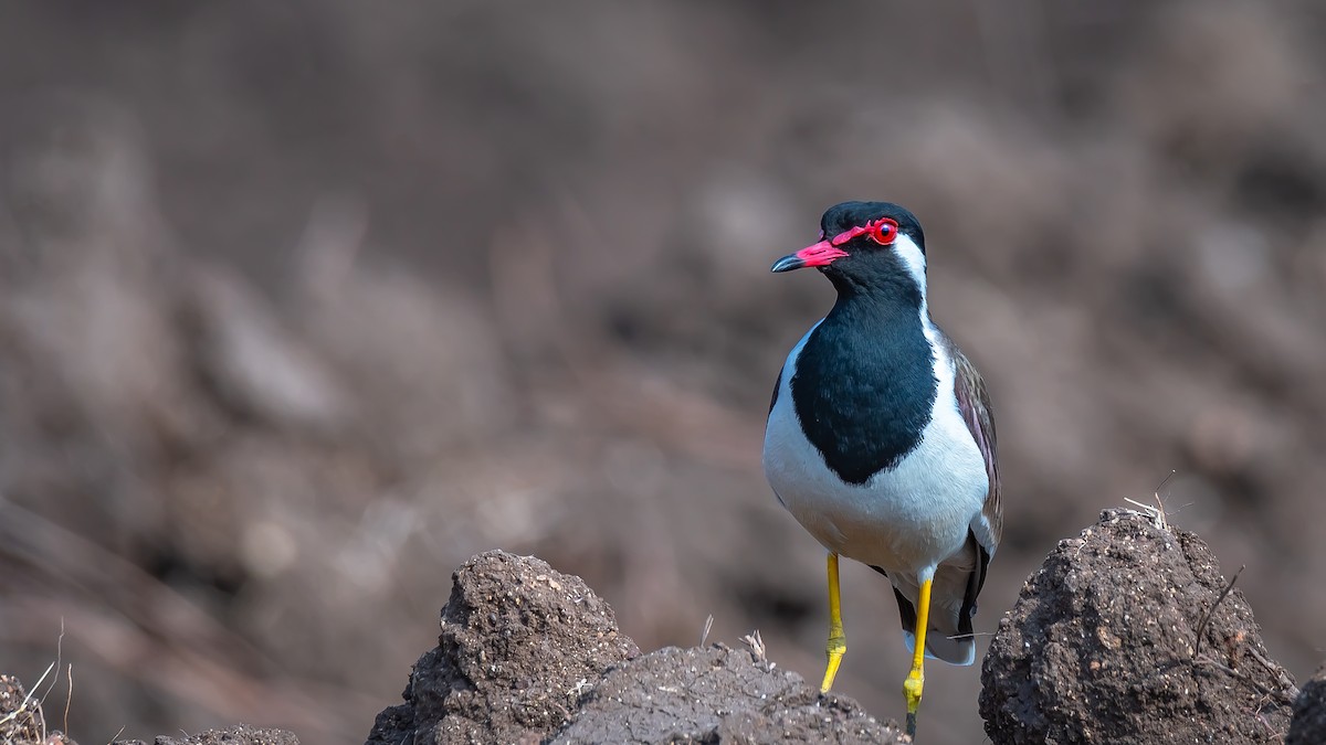 Red-wattled Lapwing - ML203346031