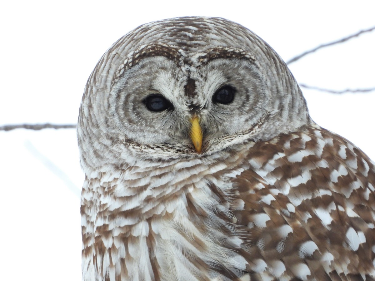 Barred Owl - Michael W. Sack