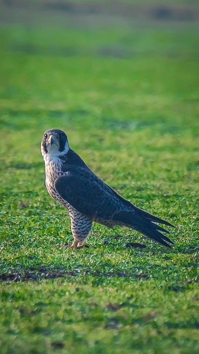 Эгэл шонхор - ML203346601