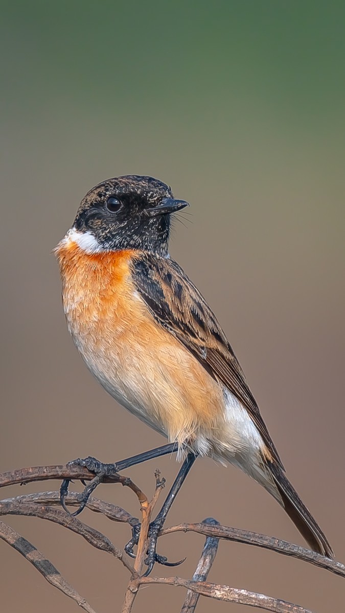 Сибирийн шулганаа - ML203346821