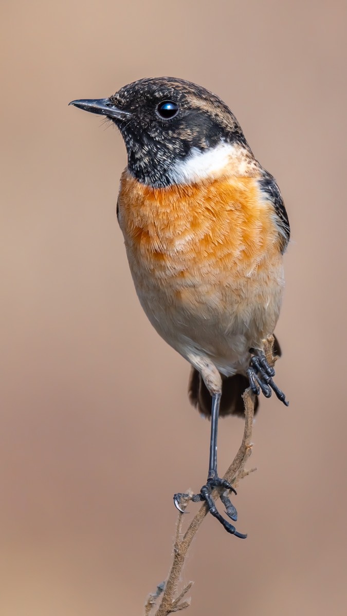 Сибирийн шулганаа - ML203346831