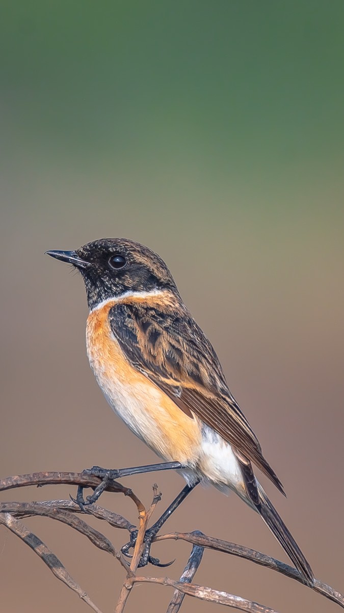 Сибирийн шулганаа - ML203346841