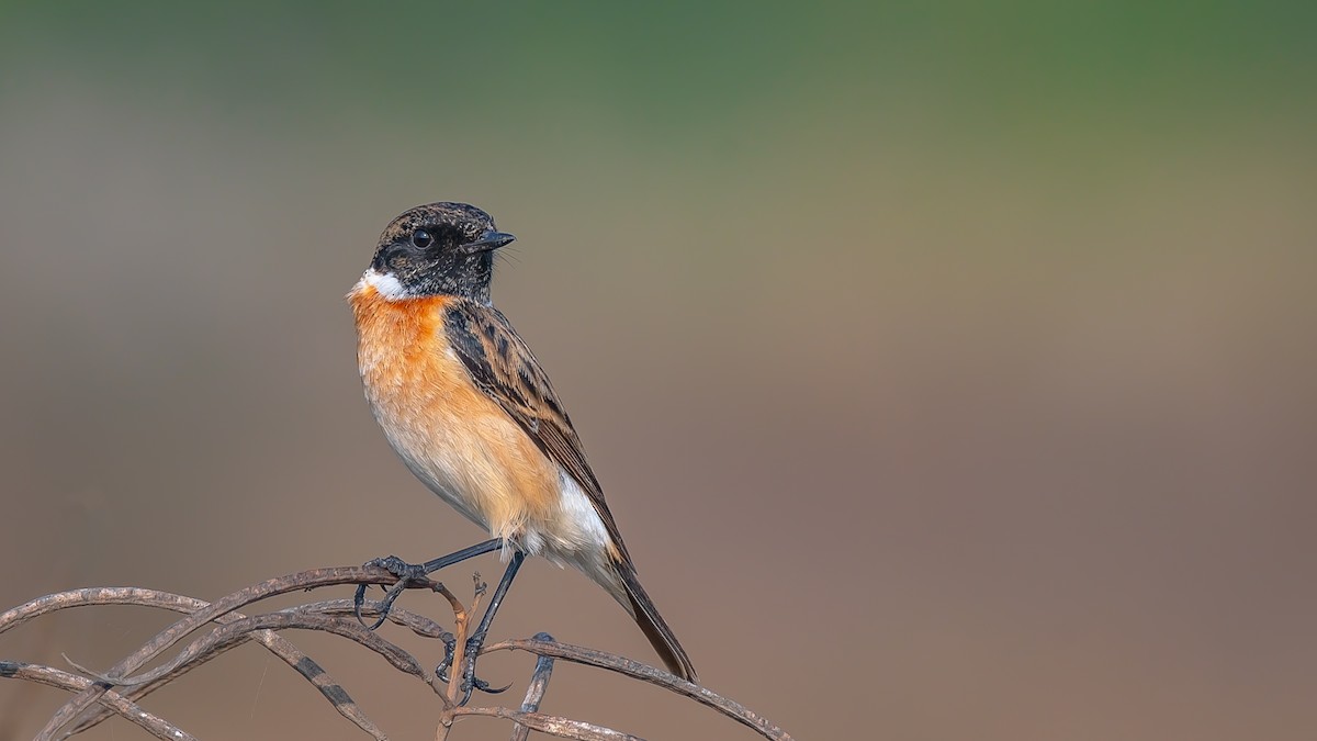 Сибирийн шулганаа - ML203346851