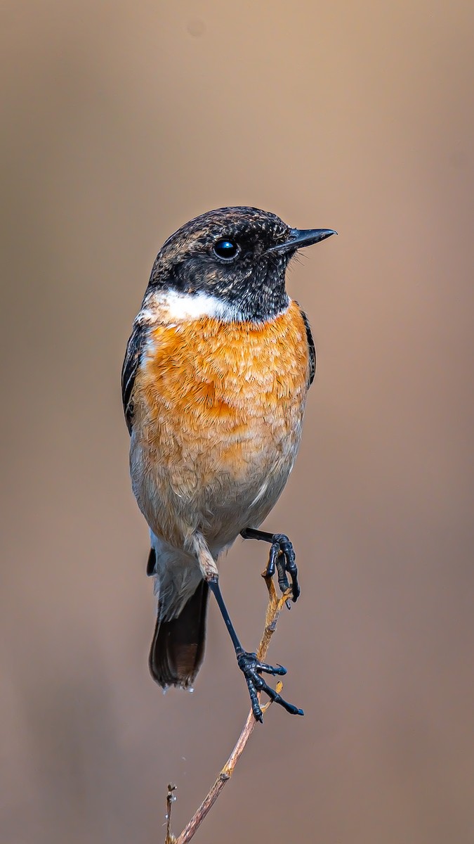 Сибирийн шулганаа - ML203346861