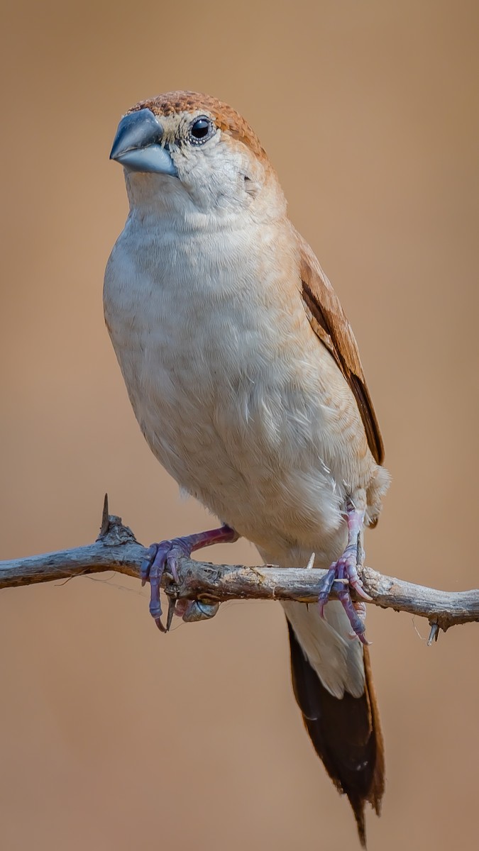 Indian Silverbill - ML203346941