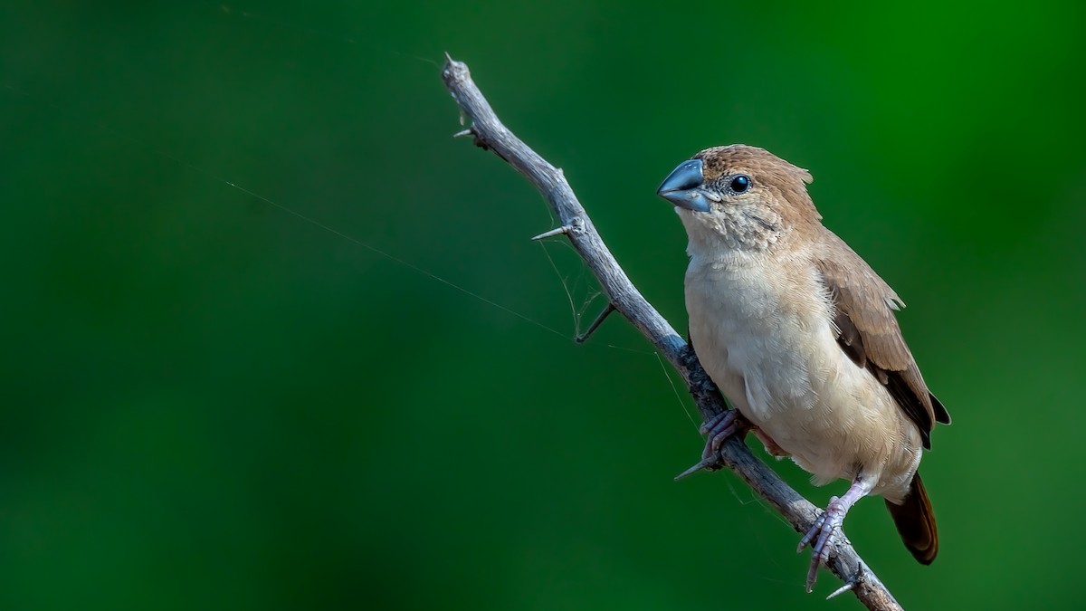 Indian Silverbill - ML203346951