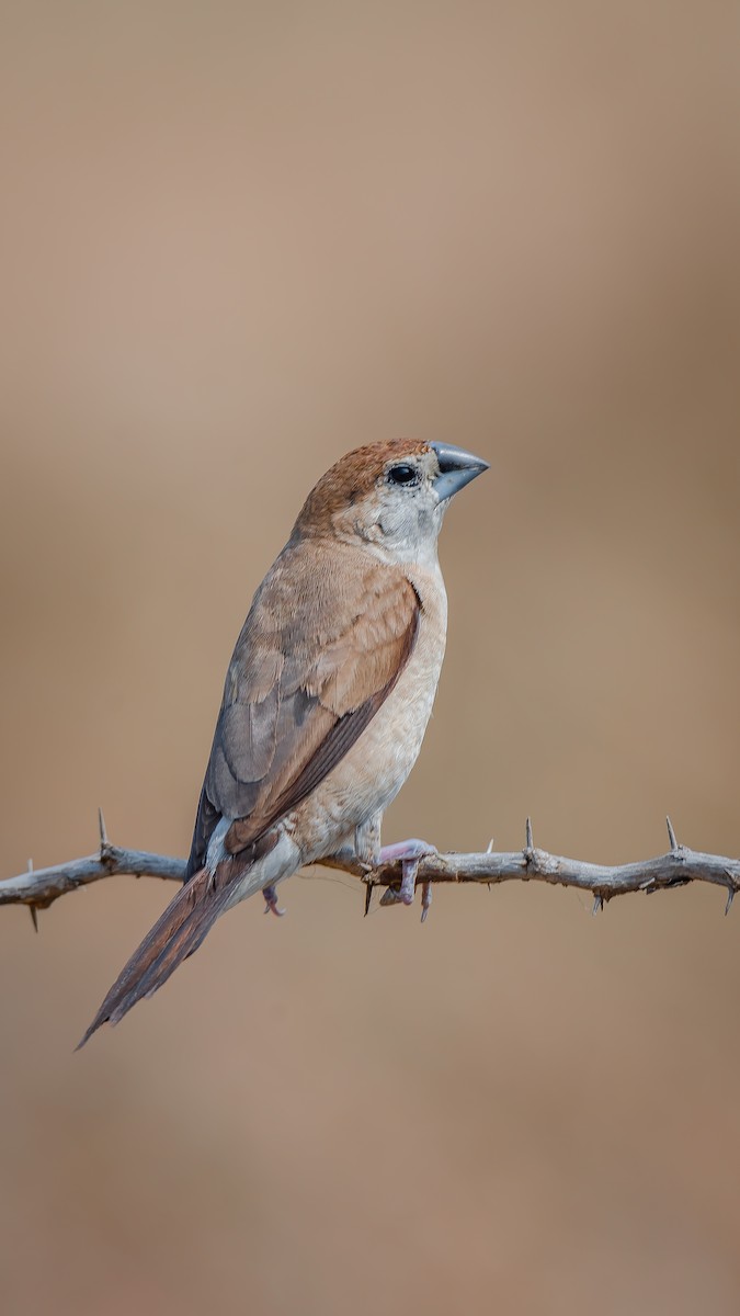 Indian Silverbill - ML203346991