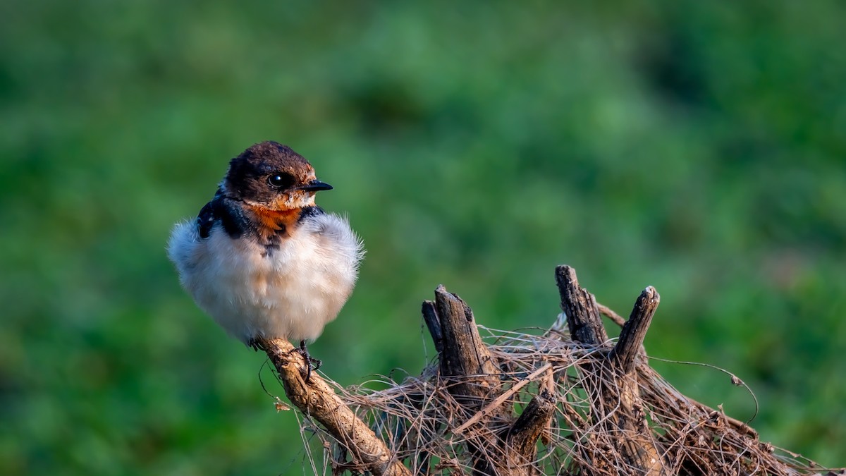 Асрын хараацай - ML203347091