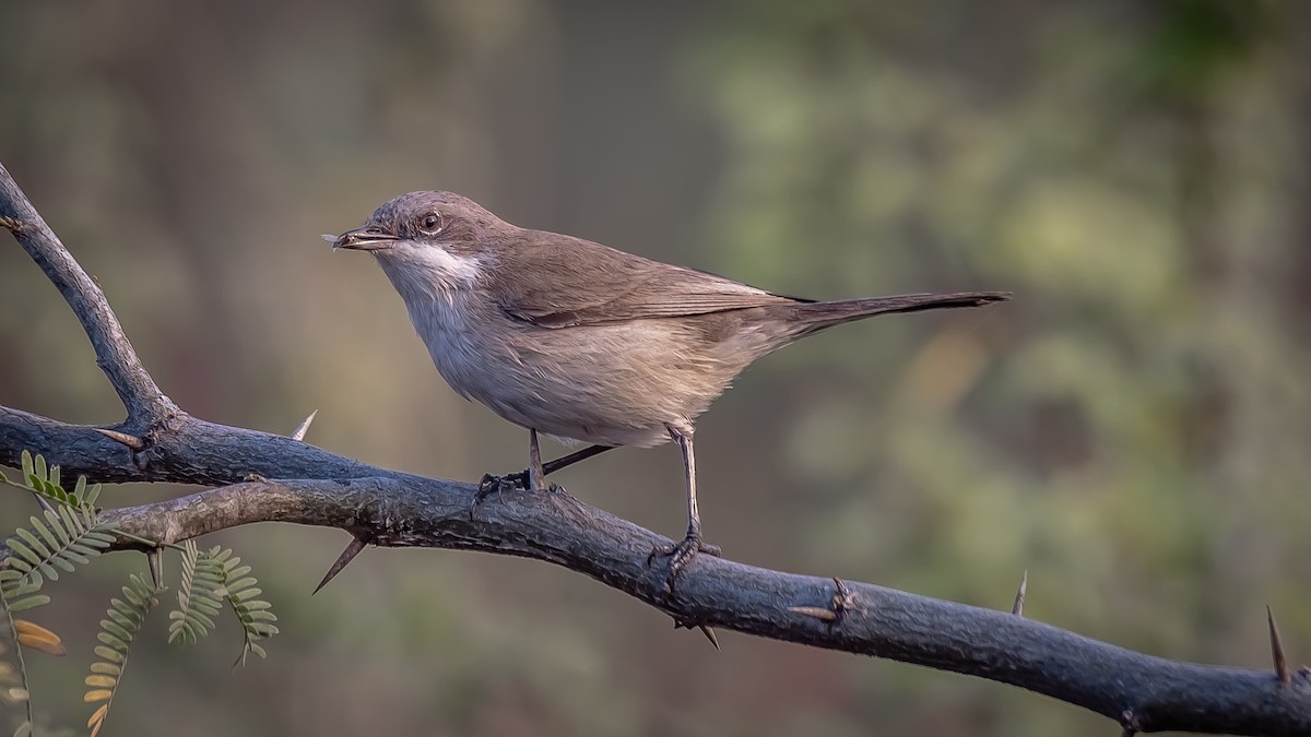 Тарчигнаа зэржгэнэ - ML203347261