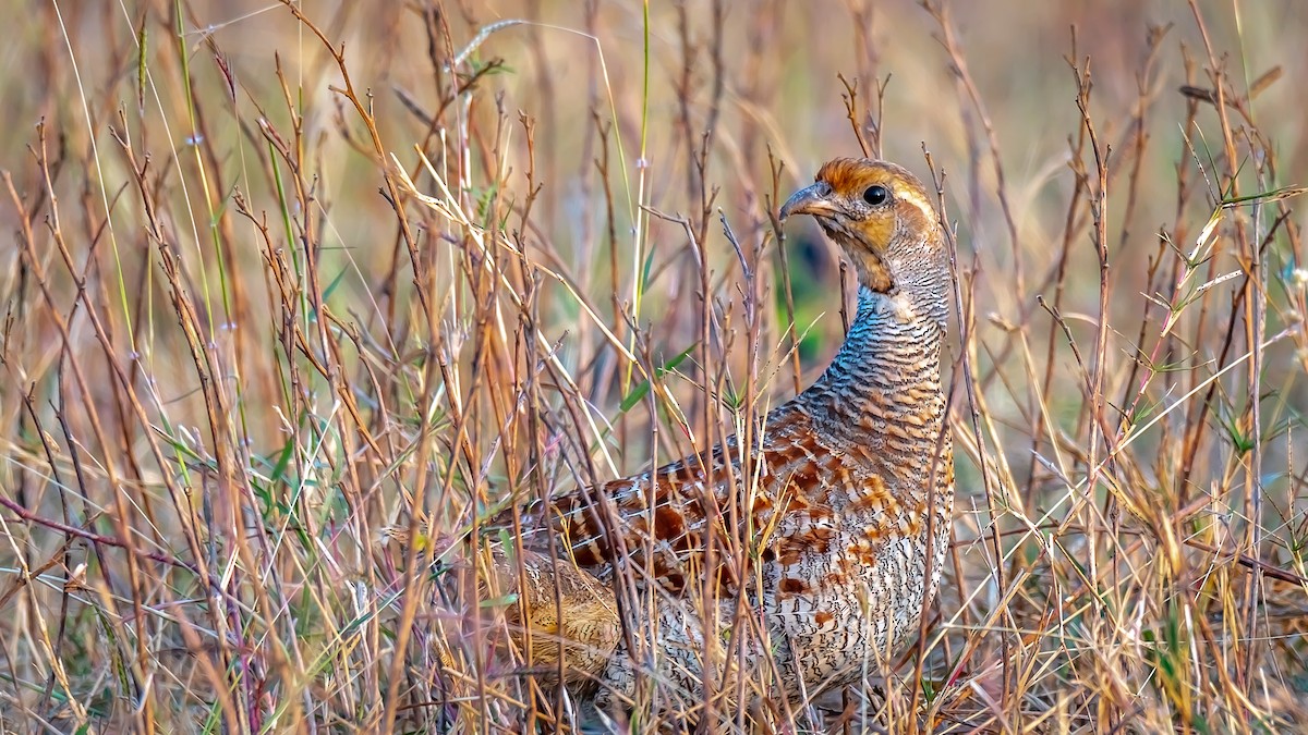 Gray Francolin - ML203347401