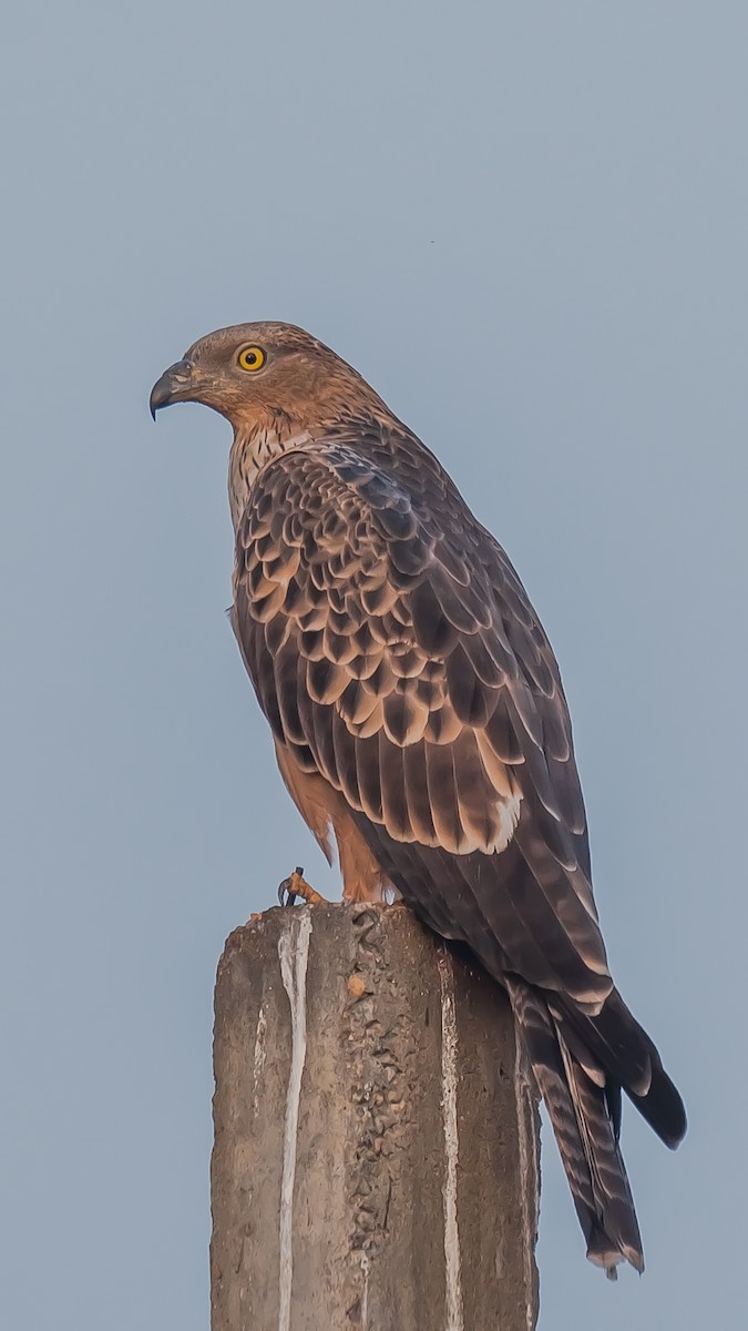 Согсоот гоорбис - ML203347501