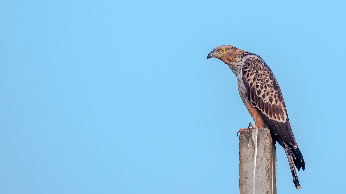 Согсоот гоорбис - ML203347521