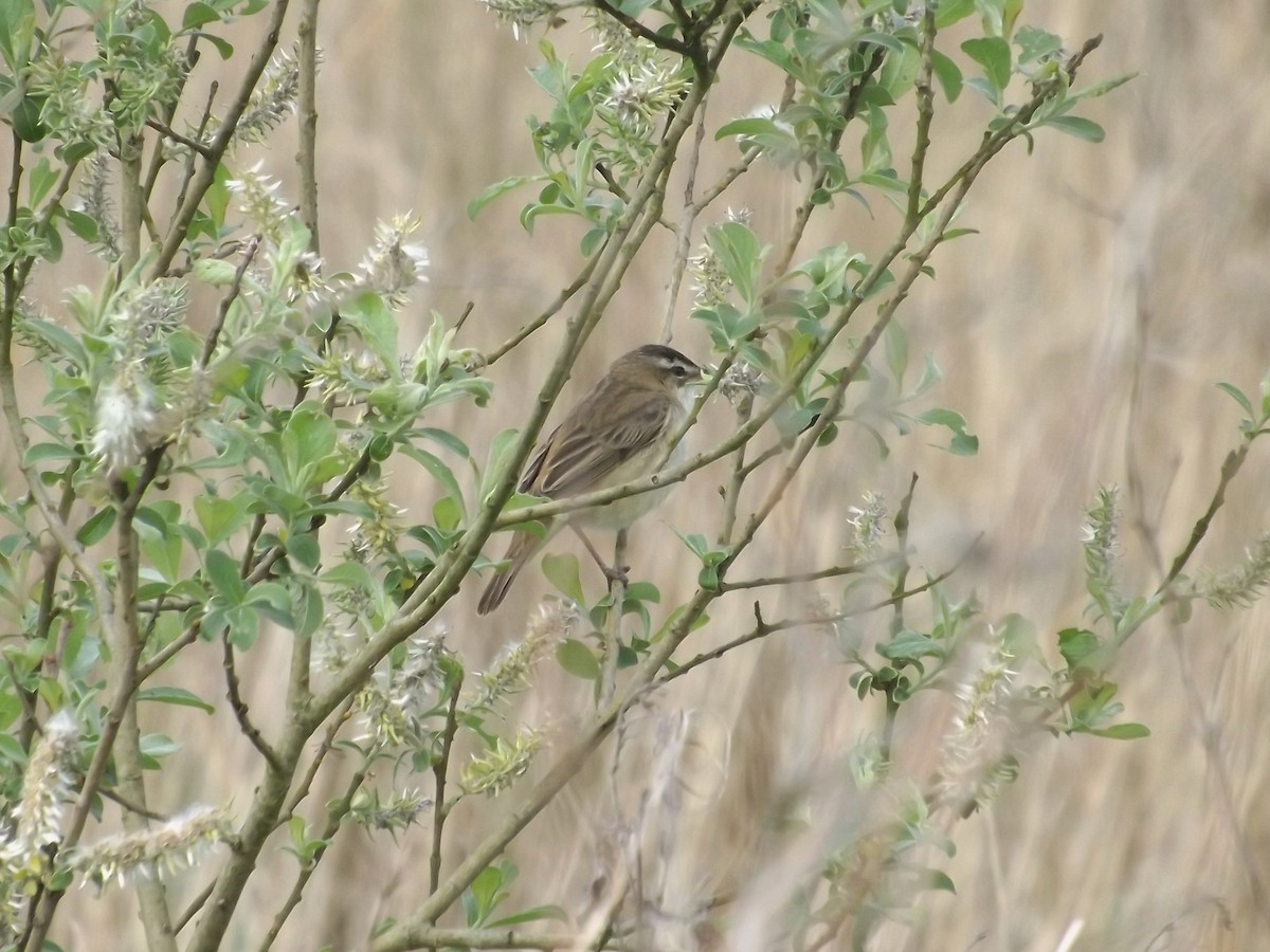 Sedge Warbler - ML20334861