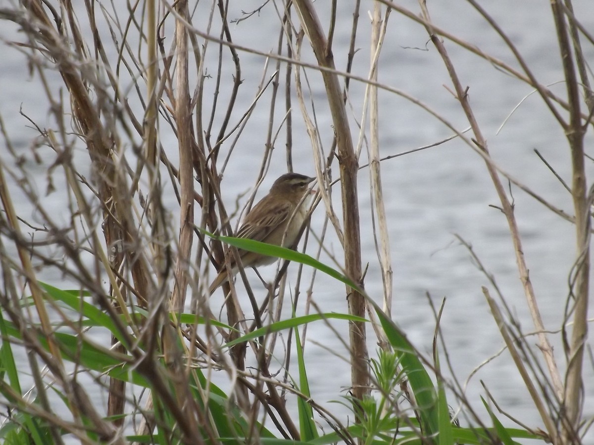 Sedge Warbler - ML20334891