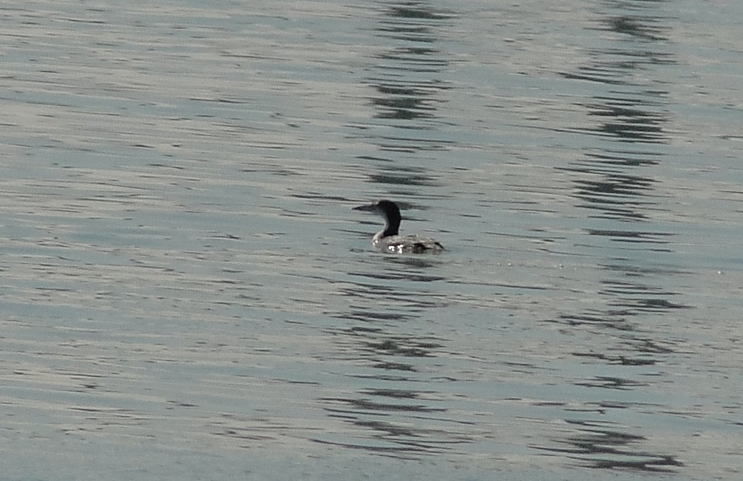 Common Loon - ML203349831