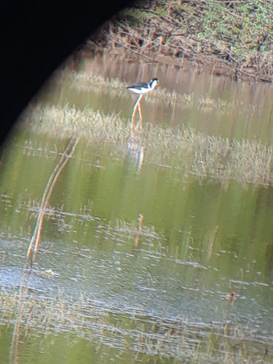 Black-necked Stilt - ML203350911