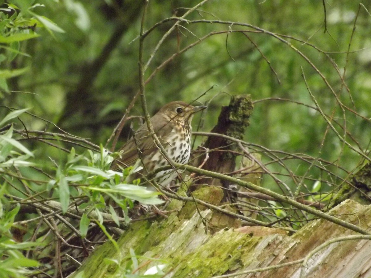 Song Thrush - ML20335251