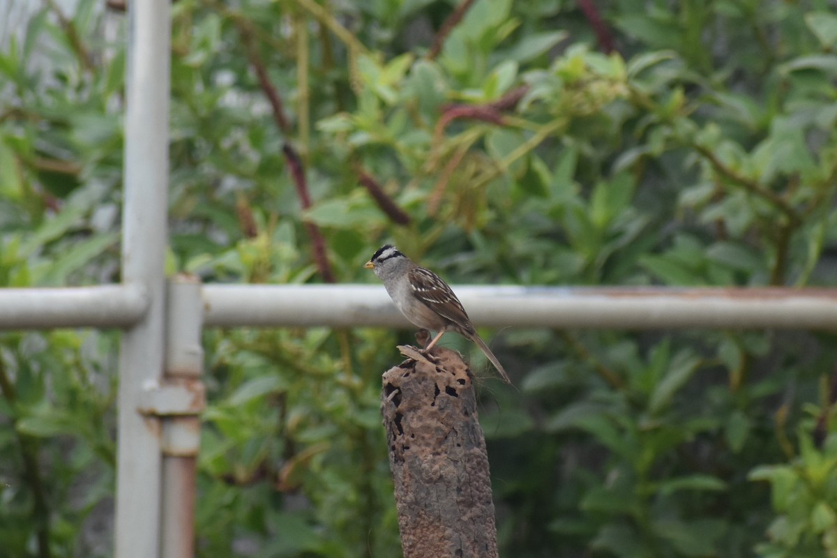 White-crowned Sparrow - ML203353731
