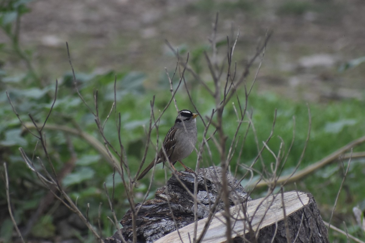 White-crowned Sparrow - ML203353781