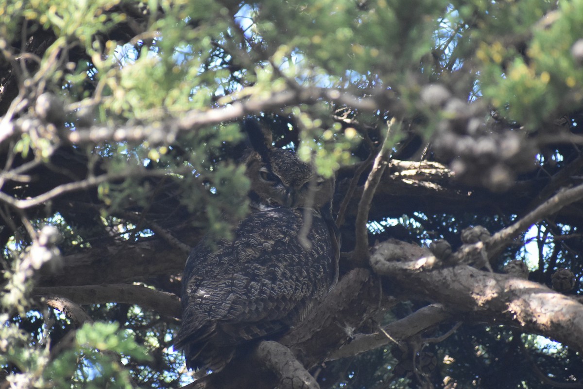 Great Horned Owl - ML203353911