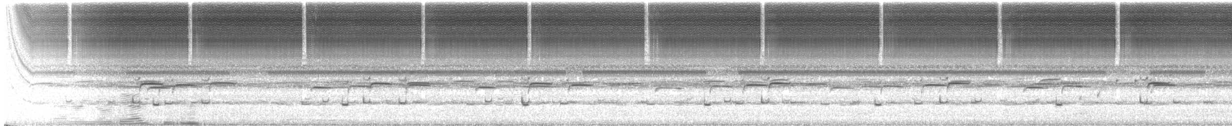 Broad-tipped Conehead - ML203354