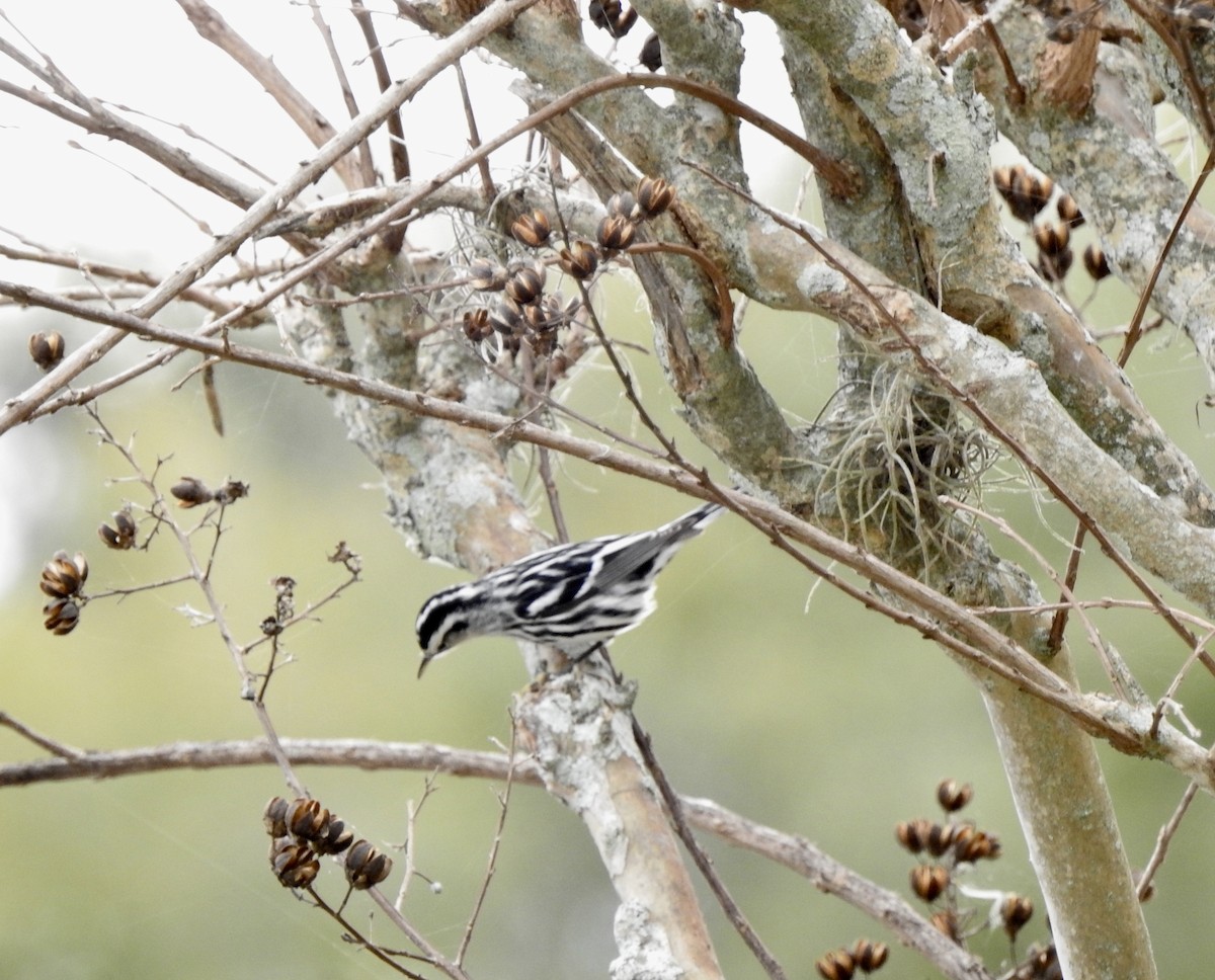 Black-and-white Warbler - Barb Stone