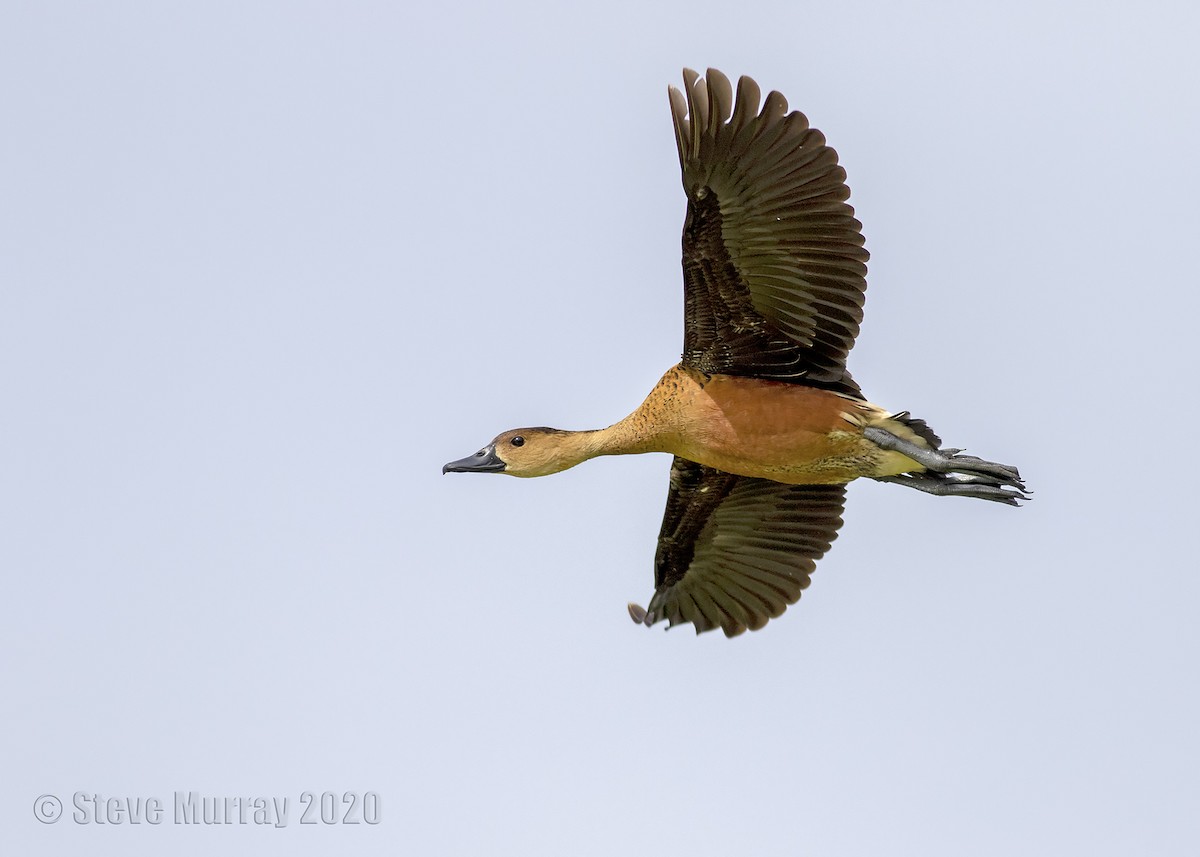 Dendrocygne à lunules - ML203357761