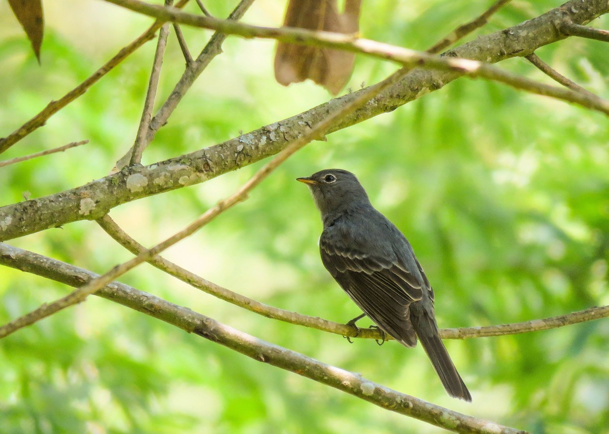 Slaty Elaenia - Maria del Castillo