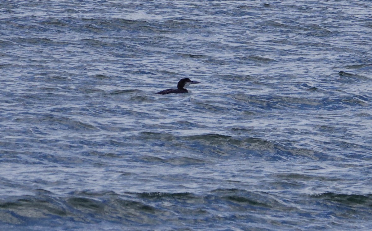 Common Loon - ML203360721