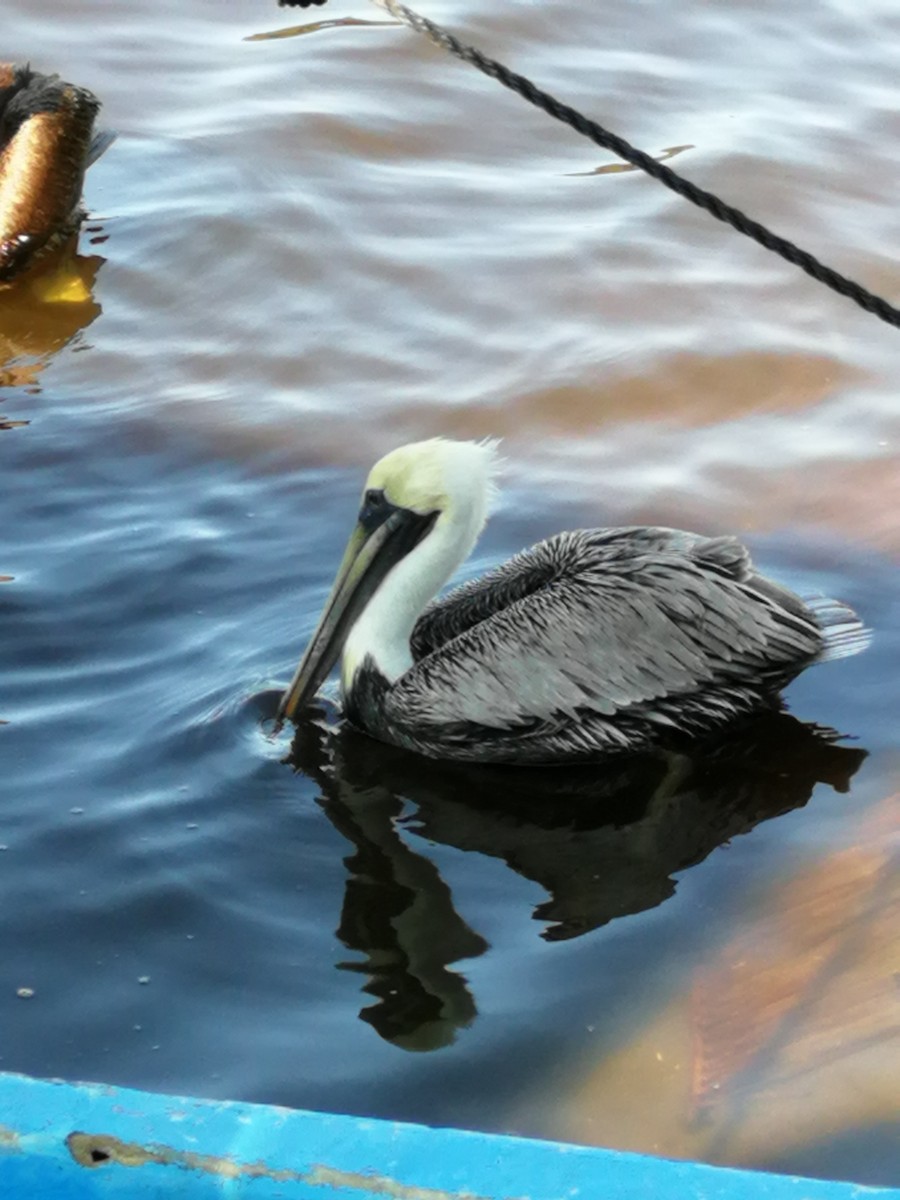 pelikán hnědý - ML203360981