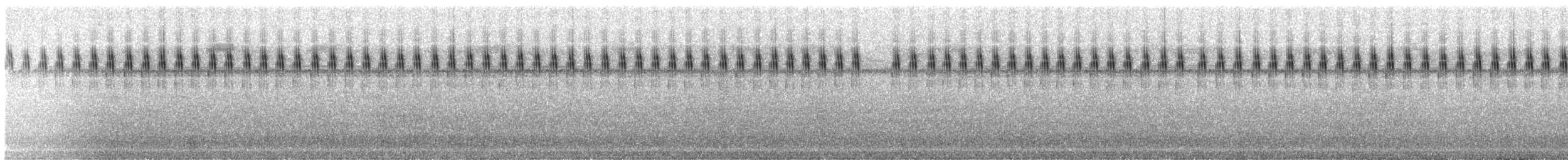 Tropical House Cricket - ML203361