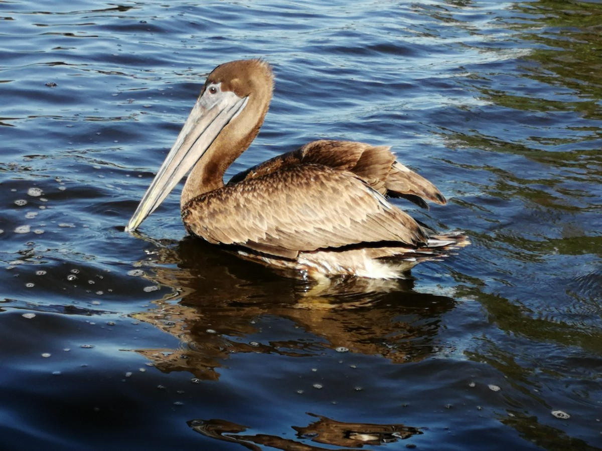 pelikán hnědý - ML203361011