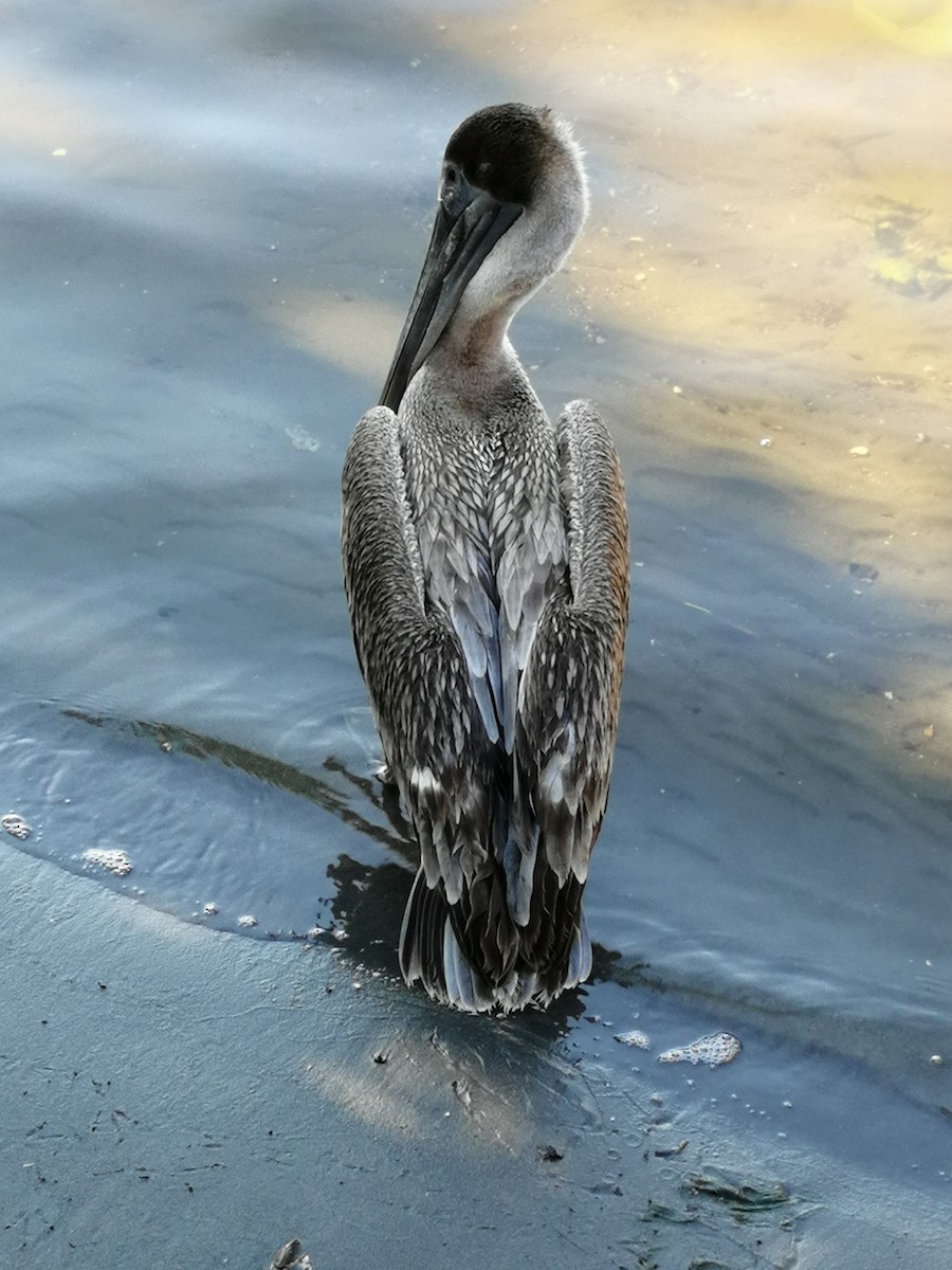 pelikán hnědý - ML203361021