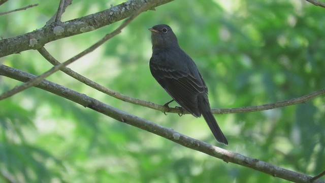 Slaty Elaenia - ML203361751