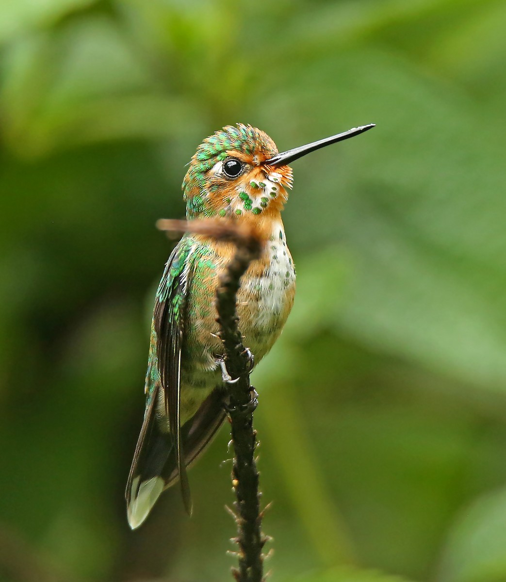 Rufous-vented Whitetip - ML203361781