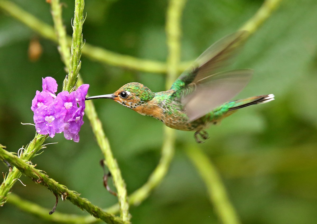 Rufous-vented Whitetip - ML203361841