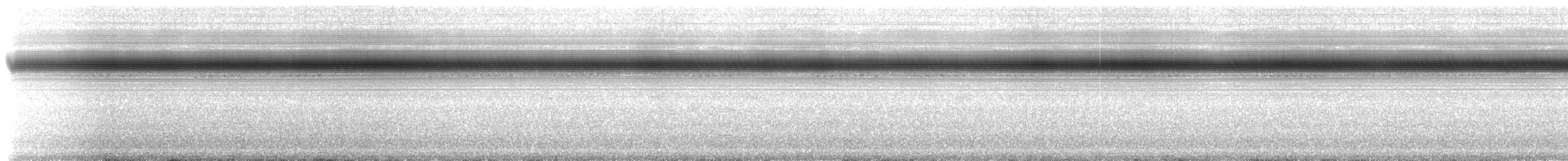 Indies Short-tailed Cricket - ML203362