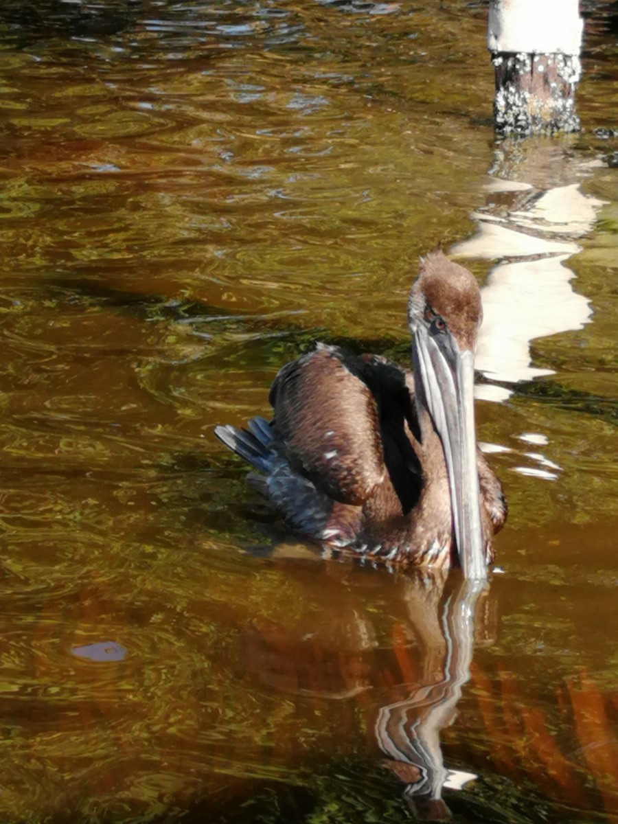 Brown Pelican - ML203362121