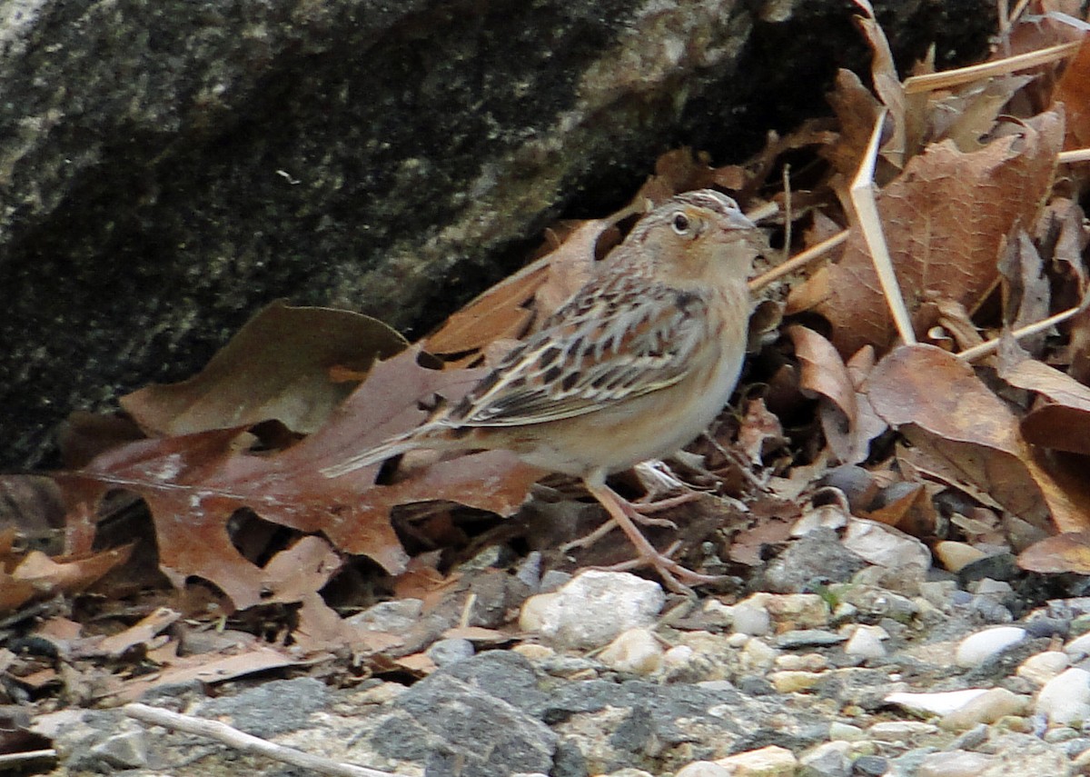 Grasshopper Sparrow - ML203364611