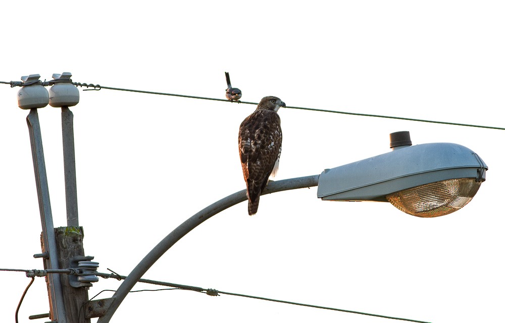 Red-tailed Hawk - ML20336621