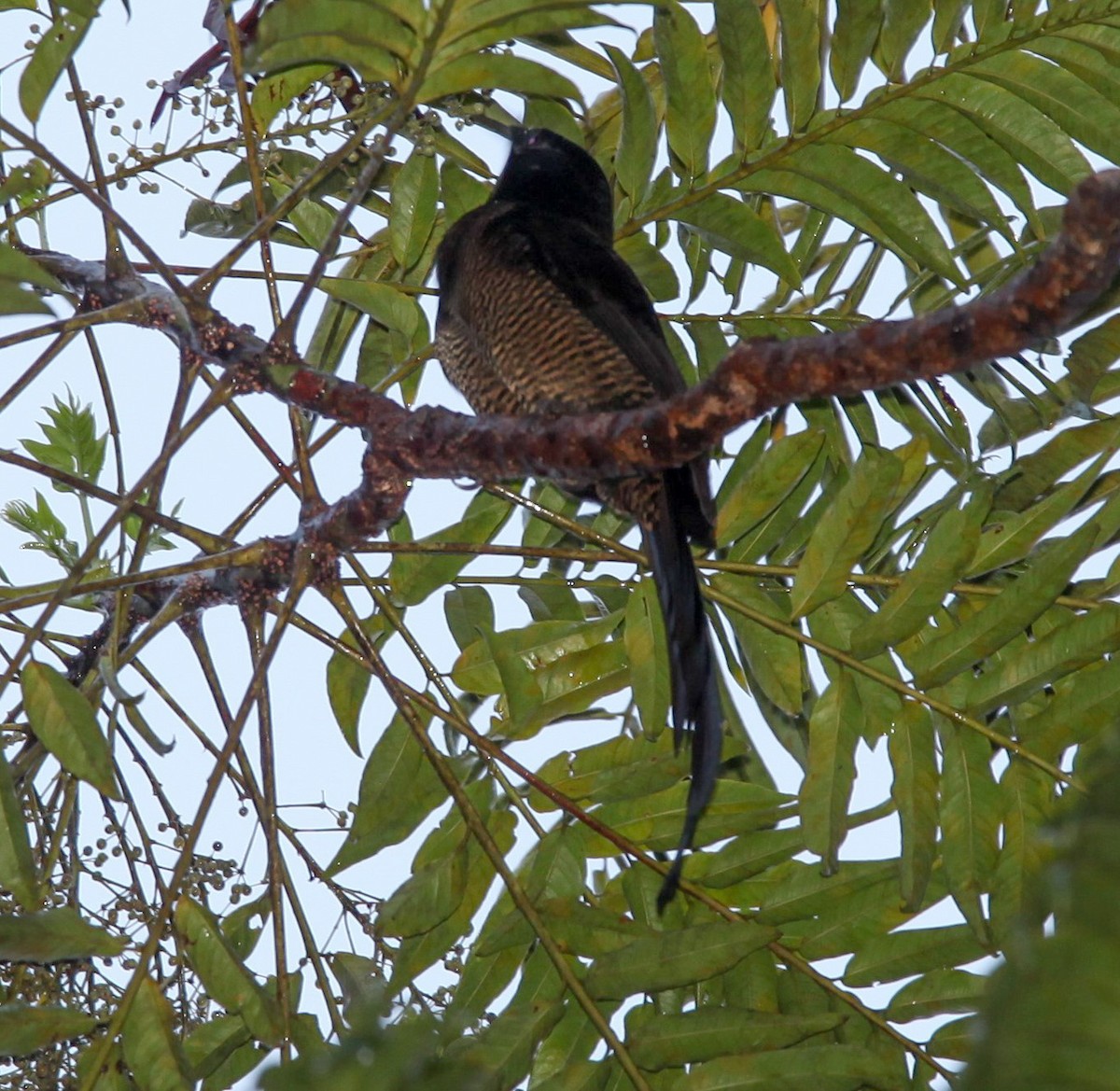 Stephanie's Astrapia - Pam Rasmussen