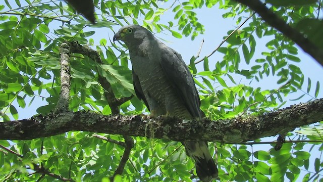 Hook-billed Kite - ML203367001