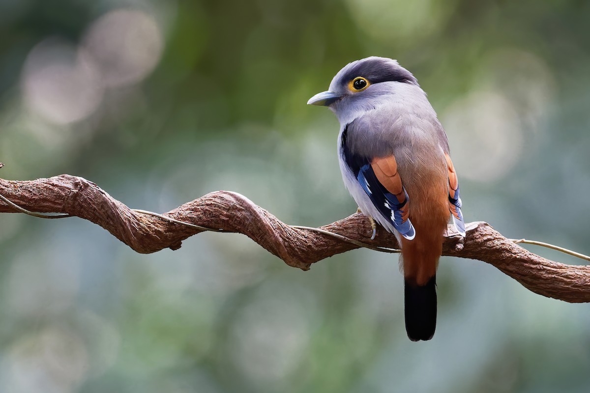 Gray-lored Broadbill - ML203368031