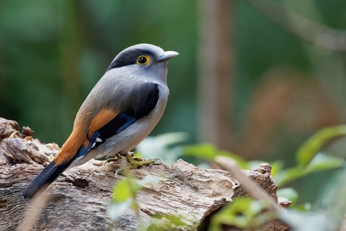 Gray-lored Broadbill - Vincent Wang