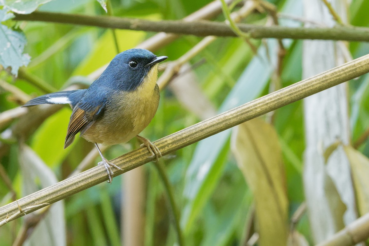 Slaty-blue Flycatcher - Vincent Wang