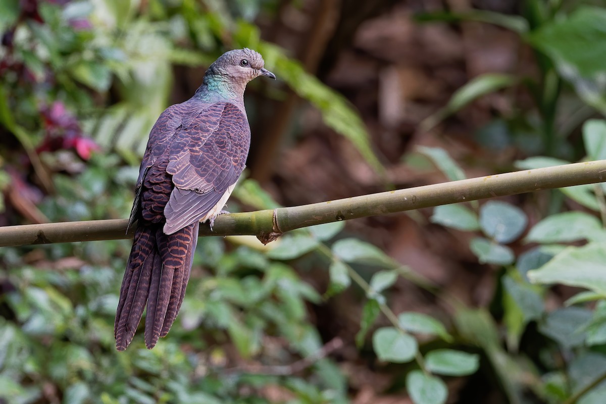 Barred Cuckoo-Dove - ML203369751