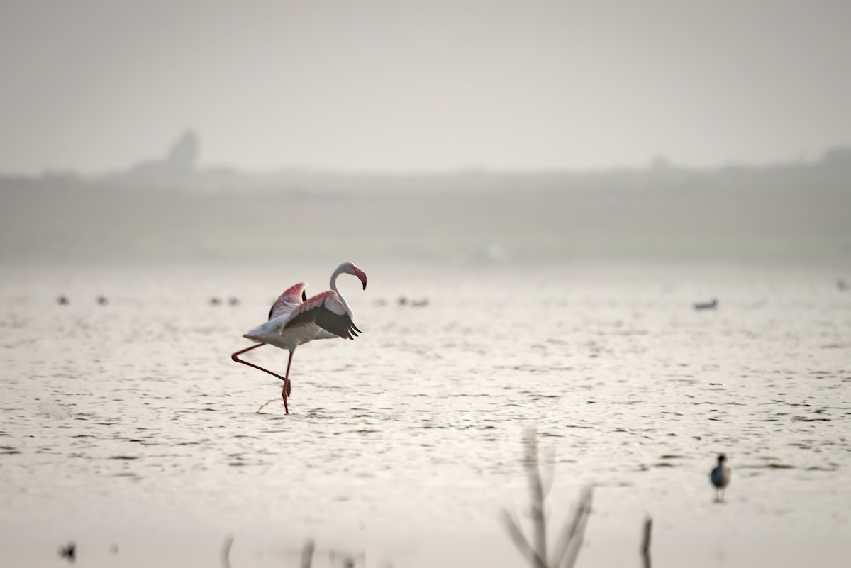 Flamingo - ML203369931