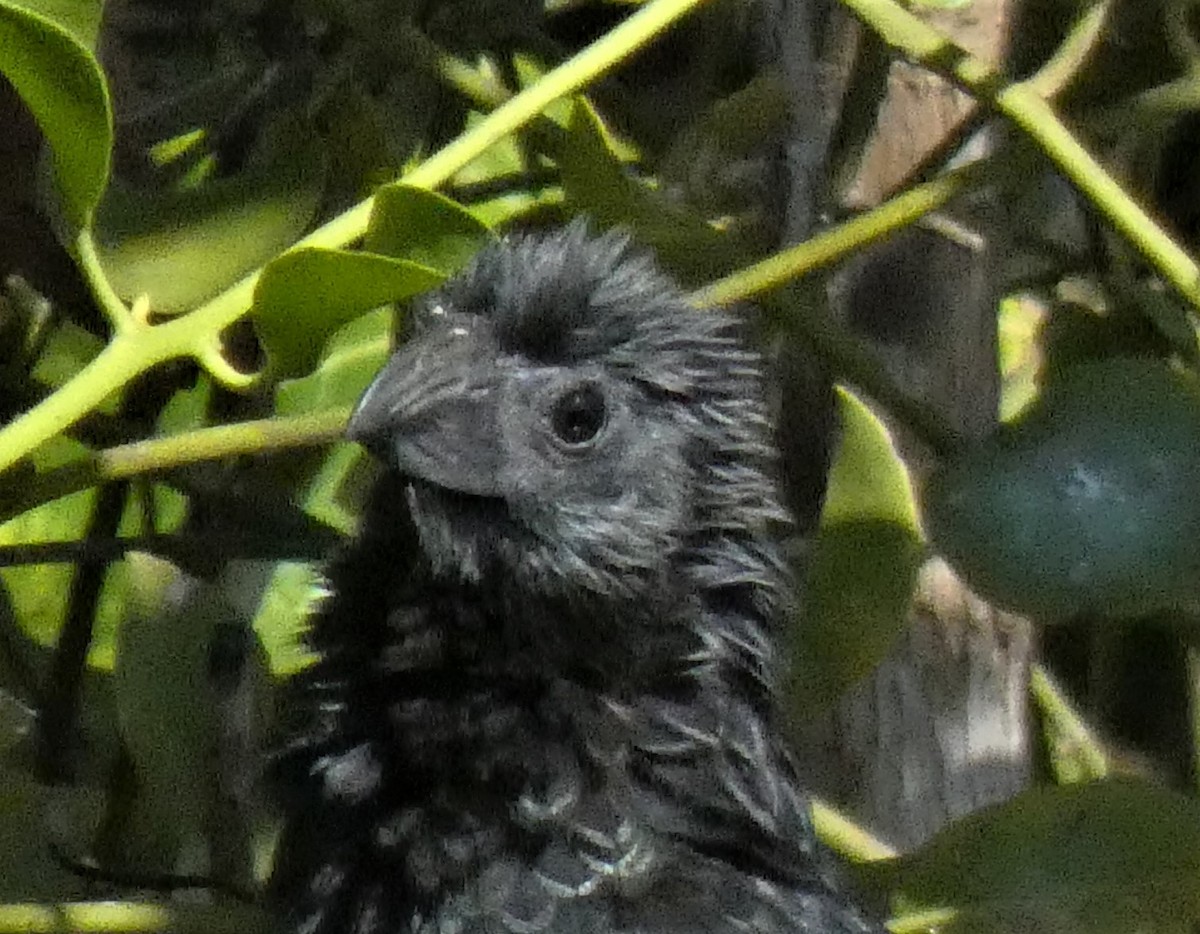 Groove-billed Ani - ML203370641